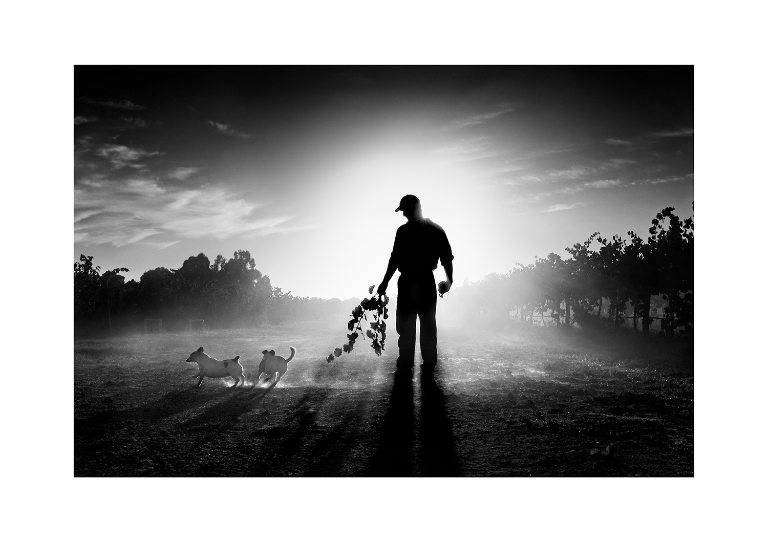 #01 Farmer with dogs - Australia